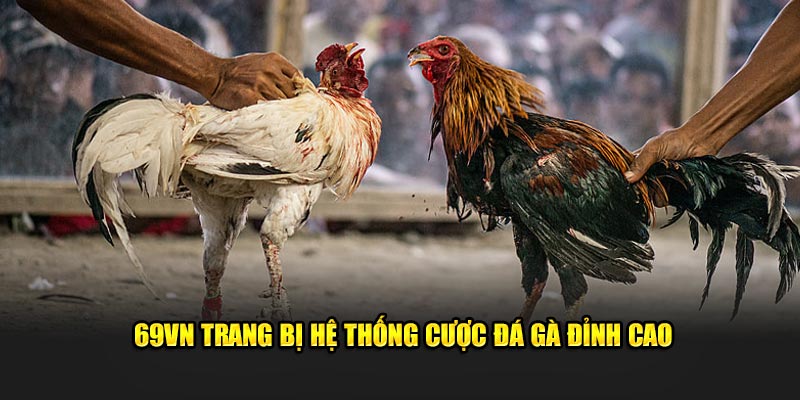 69VN trang bị hệ thống cược đá gà đỉnh cao