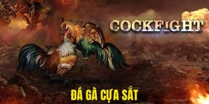 đá gà cựa sắt